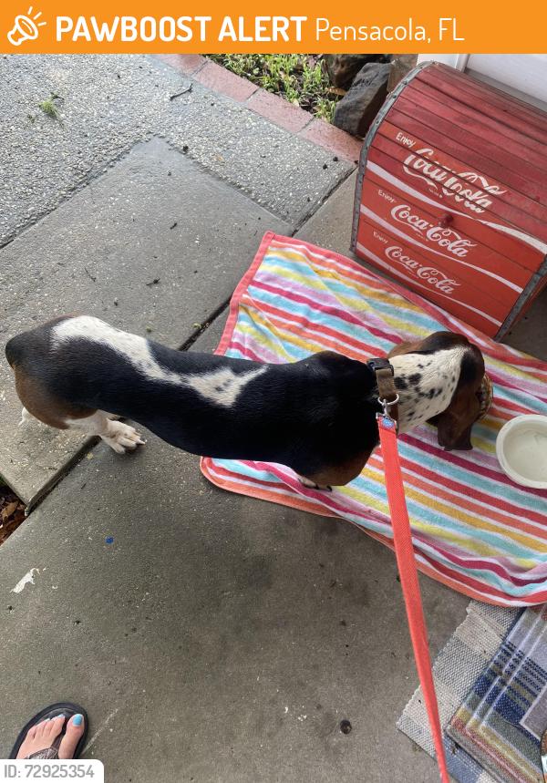 Found/Stray Male Dog last seen Lanett and Pursely, Pensacola, FL 32526