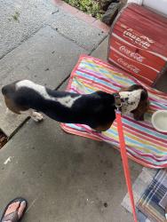 Found/Stray Male Dog last seen Lanett and Pursely, Pensacola, FL 32526