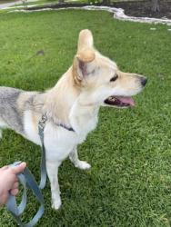 Reunited Female Dog last seen Shirley and Thomas, Wilmington, NC 28405