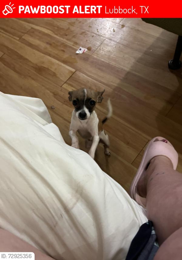 Lost Female Dog last seen Near 66th st, Lubbock, TX 79412