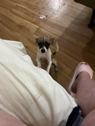 Lost Female Dog last seen Near 66th st, Lubbock, TX 79412
