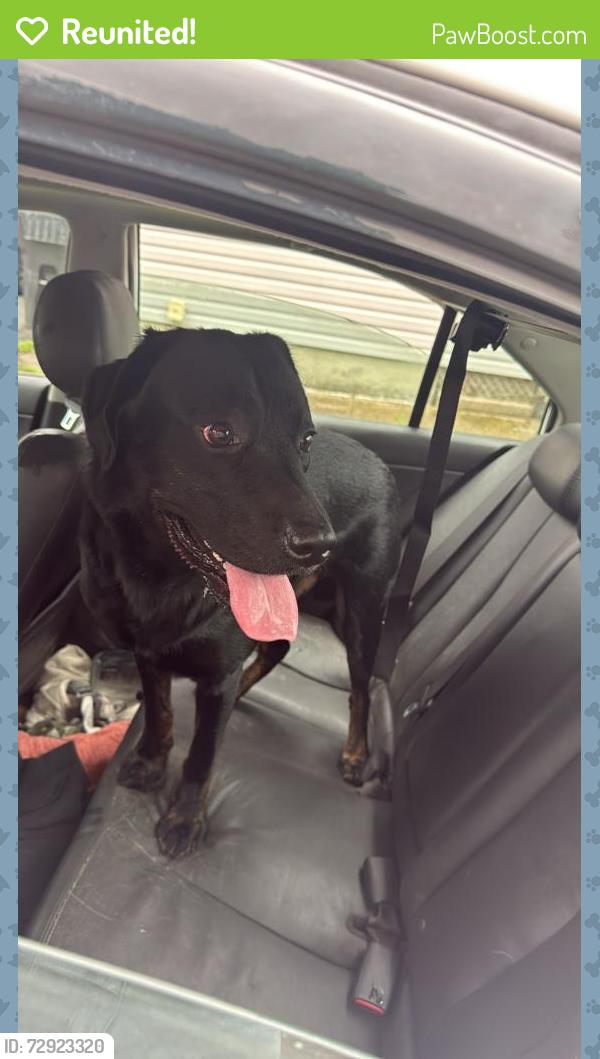 Reunited Male Dog last seen Near Brandon park Williamsport , Williamsport, PA 17701