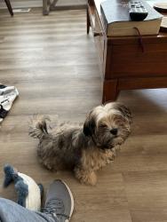 Reunited Female Dog last seen Enclave way, Kalamazoo, MI 49006