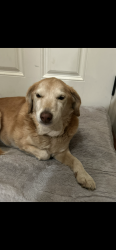 Lost Female Dog last seen Garden and 33rd, San Bernardino, CA 92404