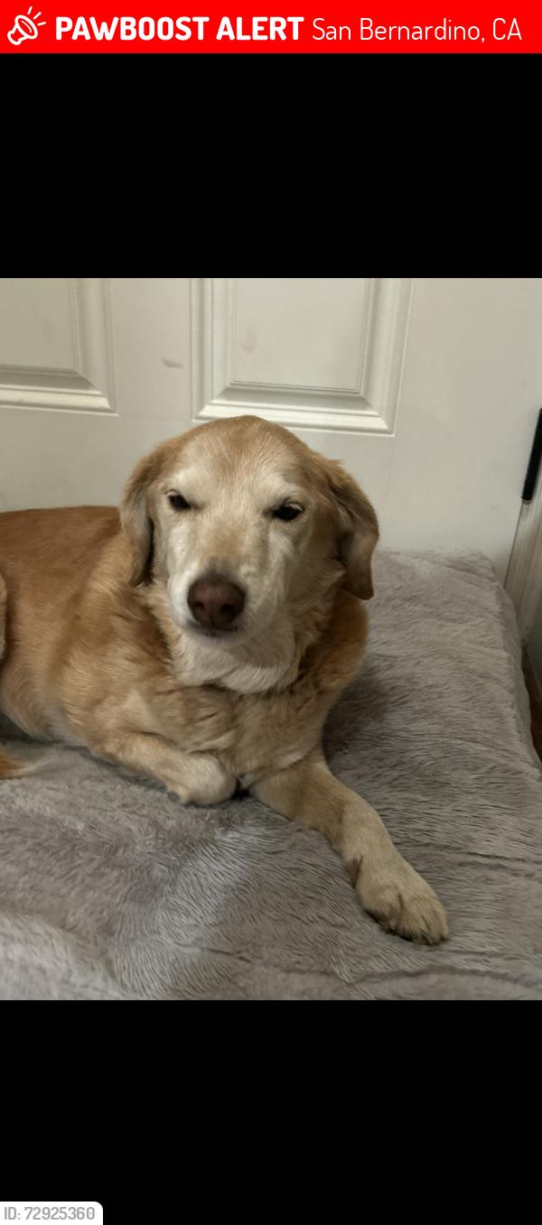 Lost Female Dog last seen Garden and 33rd, San Bernardino, CA 92404