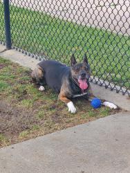 Lost Male Dog last seen S Hulen St and Sycamore School Rd, Fort Worth, TX 76133