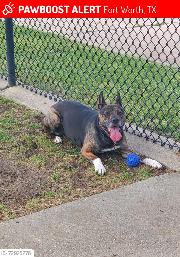Lost Male Dog last seen S Hulen St and Sycamore School Rd, Fort Worth, TX 76133