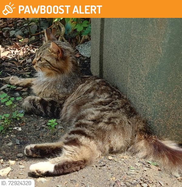 Found/Stray Female Cat last seen Riverview Ln and Riverwood Dr, Davidson County, NC 27292