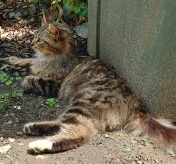 Found/Stray Female Cat last seen Riverview Ln and Riverwood Dr, Davidson County, NC 27292