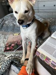 Lost Male Dog last seen New Hampshire and Sam Houston , Harlingen, TX 78550