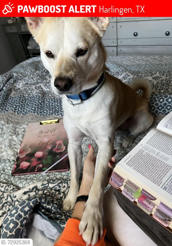 Lost Male Dog last seen New Hampshire and Sam Houston , Harlingen, TX 78550