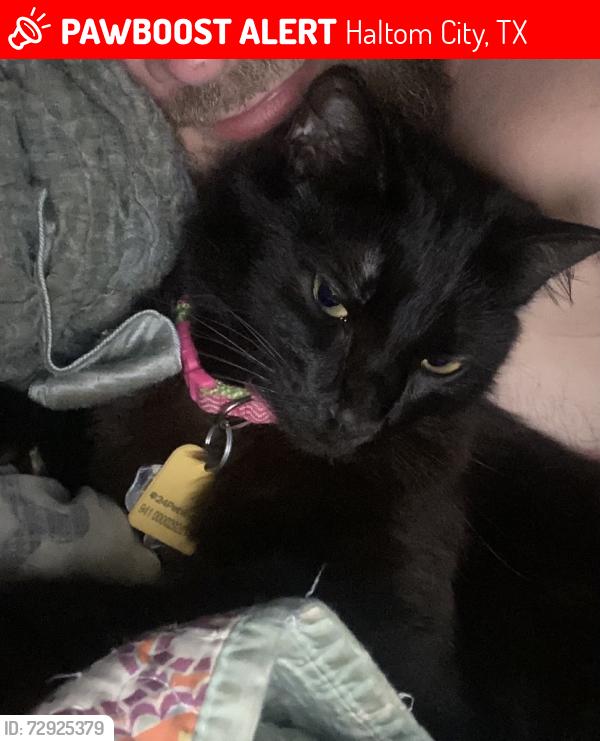 Lost Female Cat last seen Fusion apmts, Haltom City, TX 76117