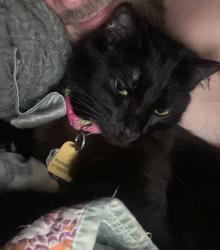 Lost Female Cat last seen Fusion apmts, Haltom City, TX 76117