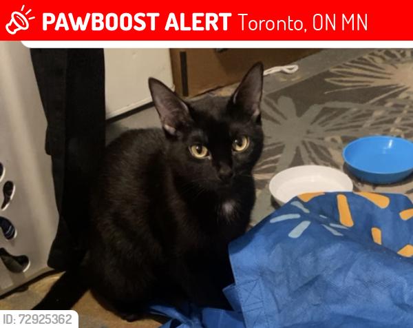 Lost Female Cat last seen Woods, Toronto, ON M3N