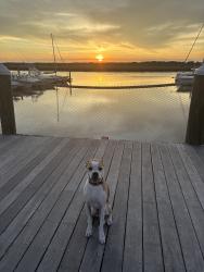 Lost Male Dog last seen Bohicket Marina, Seabrook Island, SC 29455