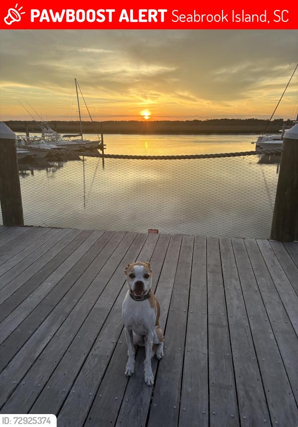 Lost Male Dog last seen Bohicket Marina, Seabrook Island, SC 29455