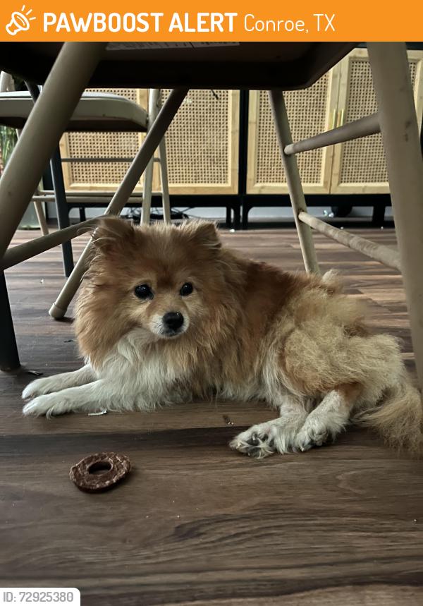 Found/Stray Unknown Dog last seen Near Leafy Lane, Conroe TX 77306, Conroe, TX 77306