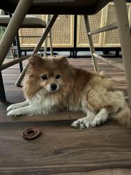 Found/Stray Unknown Dog last seen Near Leafy Lane, Conroe TX 77306, Conroe, TX 77306