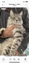 Lost Male Cat last seen Above lilac rd in Riverview apmts , Bonsall, CA 92003