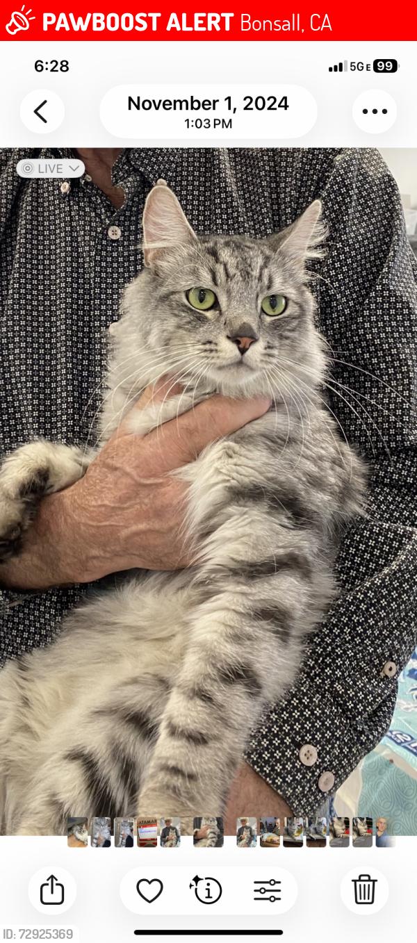 Lost Male Cat last seen Above lilac rd in Riverview apmts , Bonsall, CA 92003