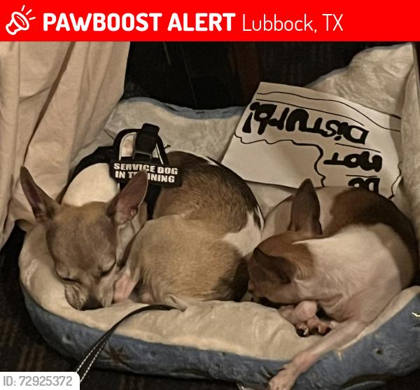 Lost Male Dog last seen Motel 6 stolen out of my room, Lubbock, TX 79412