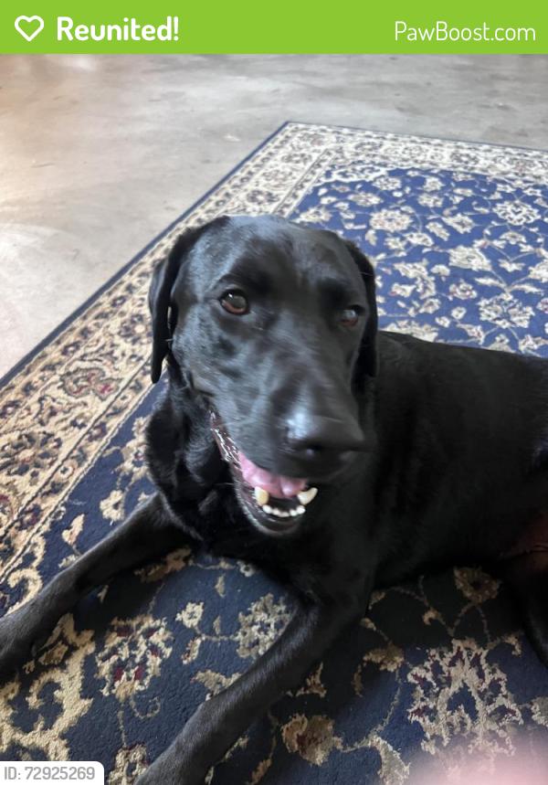 Reunited Male Dog last seen Estrella Ave & El Sereno Ave, Arcadia, CA 91007, USA, Arcadia, CA 91007