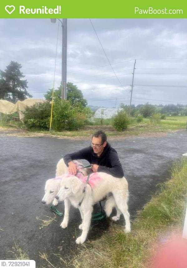Reunited Female Dog last seen Near hwy 47, Carlton, OR 97111