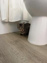Found/Stray Unknown Cat last seen Found crossing the street across from 76 gas station on N Santa Fe Avenue in vista , Vista, CA 92083