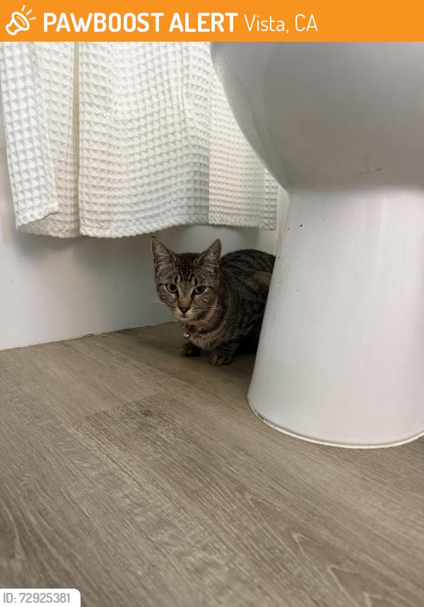 Found/Stray Unknown Cat last seen Found crossing the street across from 76 gas station on N Santa Fe Avenue in vista , Vista, CA 92083