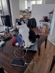 Reunited Female Cat last seen Serano community by Eldorado hills public library , El Dorado Hills, CA 95762