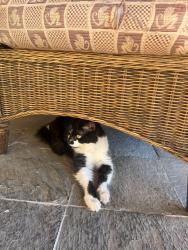 Lost Male Cat last seen Valle Verde and Warm Springs, Henderson, NV 89014
