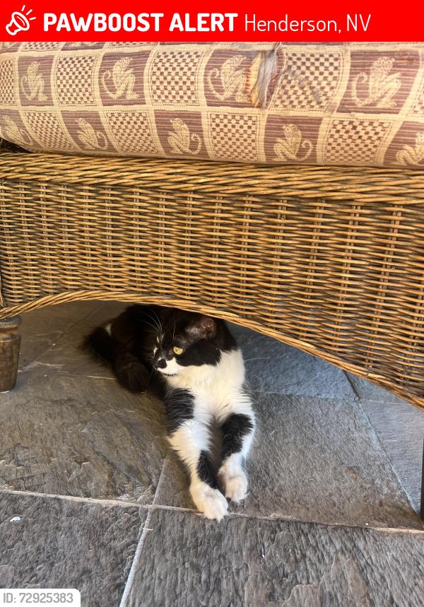 Lost Male Cat last seen Valle Verde and Warm Springs, Henderson, NV 89014