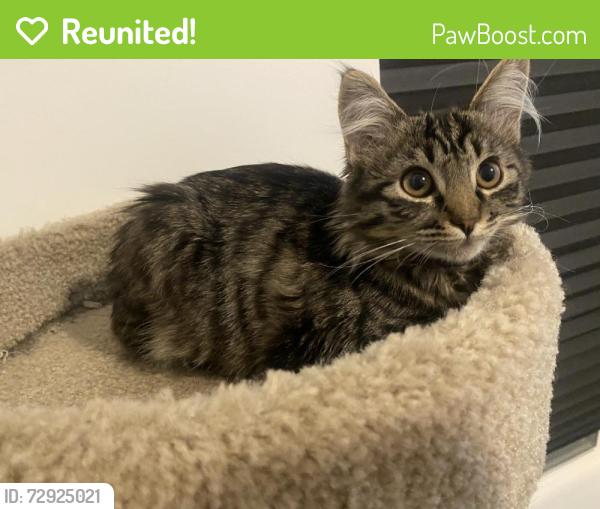 Reunited Female Cat last seen Near Chevy Chase Cir, Salt Lake City, UT 84117, USA, Salt Lake City, UT 84117