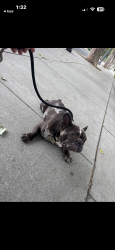 Found/Stray Male Dog last seen North 1st St , San Jose, CA 95112
