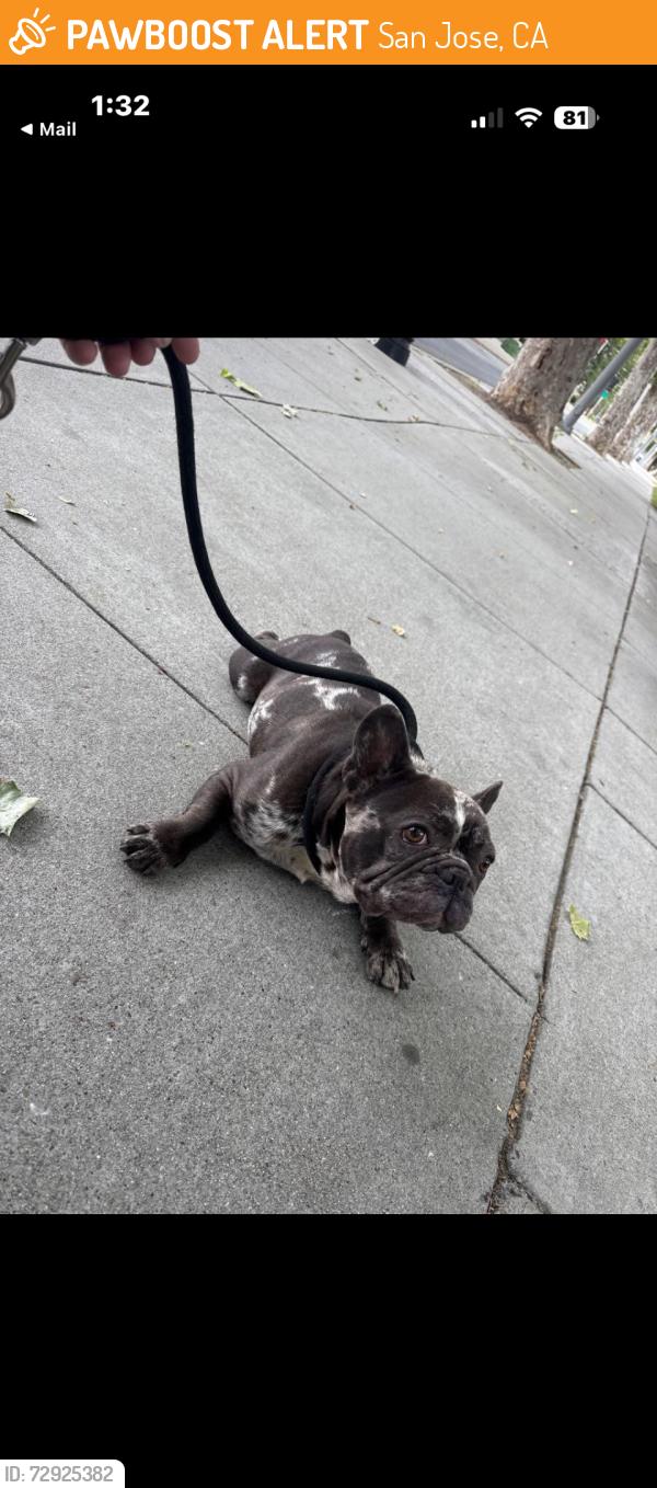 Found/Stray Male Dog last seen North 1st St, San Jose, CA 95112
