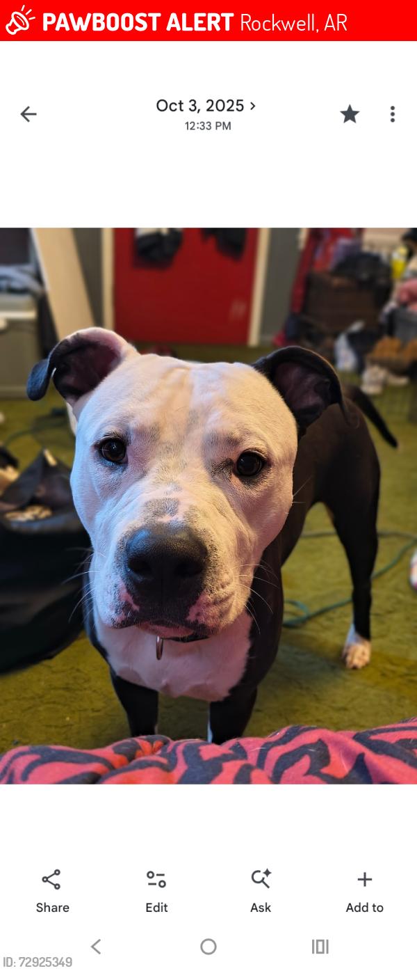 Lost Male Dog last seen Morphew Rd, Rockwell, AR 71913