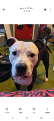 Lost Male Dog last seen Morphew Rd, Rockwell, AR 71913
