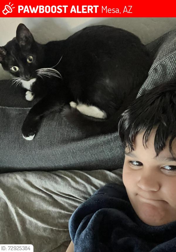 Lost Unknown Cat last seen Near E Broadway Road Mesa AZ USA, Mesa, AZ 85204