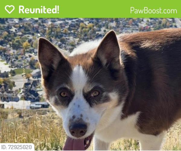 Reunited Female Dog last seen Pleasant grove cemetery , Pleasant Grove, UT 84062