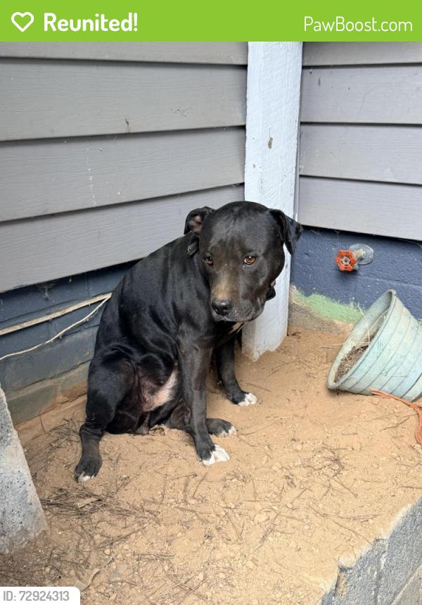 Reunited Female Dog last seen Rocky Rd and Deerbrook Rd, Lenoir, NC 28645