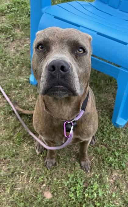 Shelter Stray Female Dog last seen , GA , Atlanta, GA 30341
