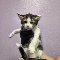 Shelter Stray Male Cat last seen El Paso, TX 79904, Fort Bliss, TX 79906