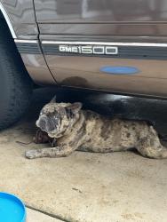 Found/Stray Male Dog last seen The front of the neighborhood by the “Silverwood” sign, Gainesville, GA 30507