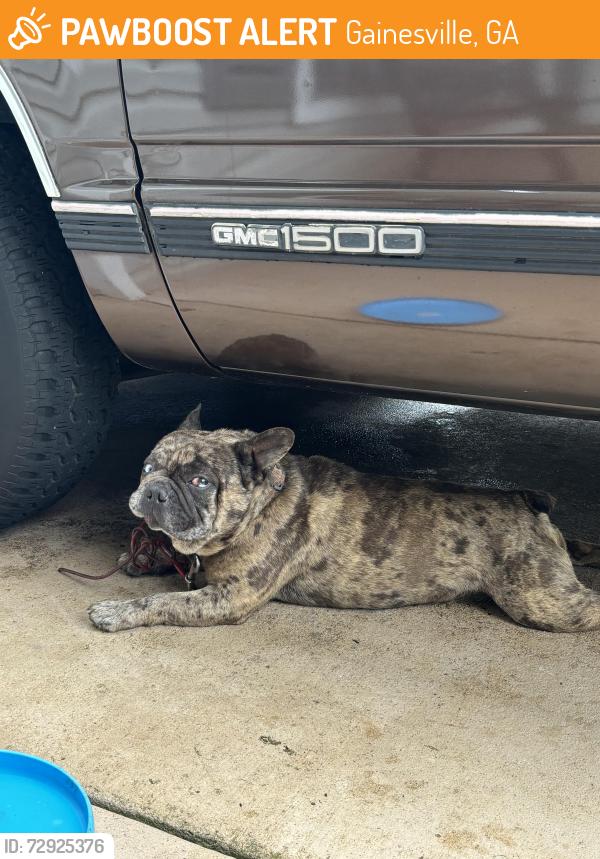 Found/Stray Male Dog last seen The front of the neighborhood by the “Silverwood” sign, Gainesville, GA 30507