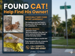 Found/Stray Male Cat last seen Ne12th ave, Fort Lauderdale, Fort Lauderdale, FL 33304