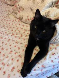 Reunited Female Cat last seen Ark Bible Chapel, Boyertown, PA 19512