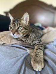 Reunited Male Cat last seen Farrington , Lincoln, CA 95648