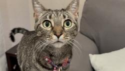 Reunited Female Cat last seen Bonnie cove ave and E. Dover st, Glendora, CA 91740