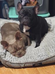 Lost Female Dog last seen 26th street / San Fernando , San Jose, CA 95116