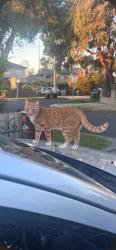 Lost Male Cat last seen Wicklow street and Landells Road, Pascoe Vale, VIC 3044